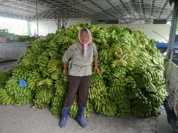 旗山集货场香蕉堆置如山 农委会启动格外品收购,因数量太多被畜牧场